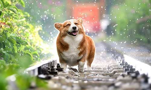 Pet Funeral Services