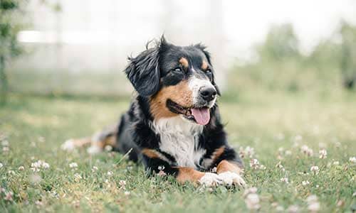 Pet Memorial