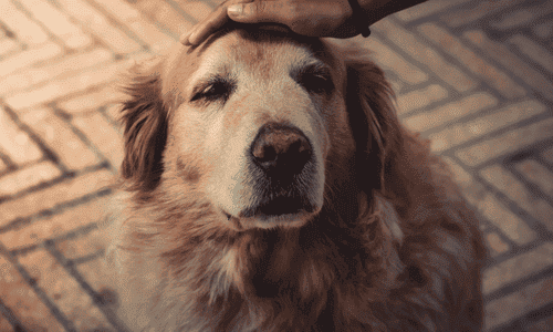 Pet Care