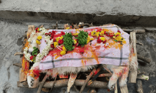 How Does Pet Cremation Work Bangalore