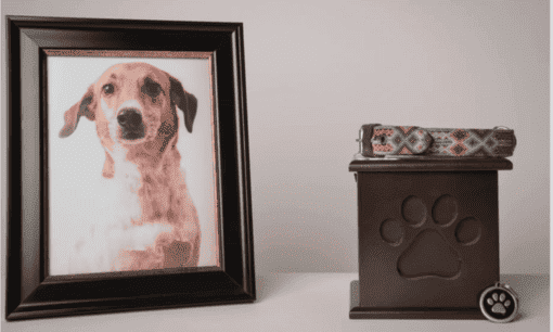 Pet Memorial Ideas Bangalore