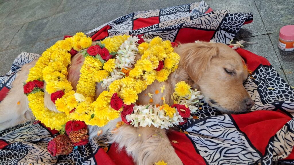 dog funeral services sln pets funeral services