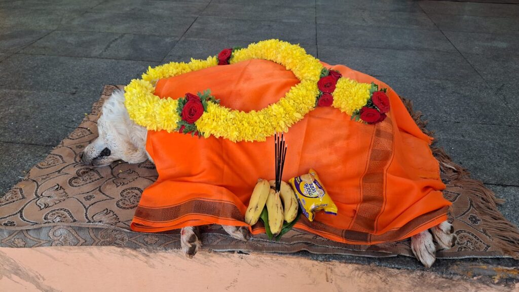 dogs funeral services in bengaluru